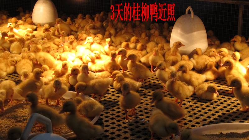 dvubb 按此在新窗口浏览图片