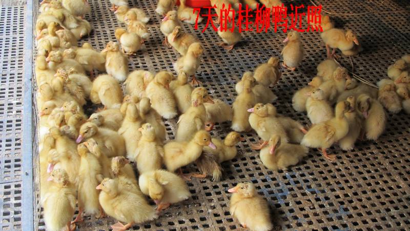 dvubb 按此在新窗口浏览图片