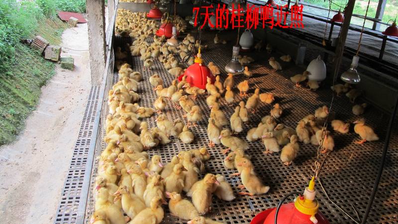 dvubb 按此在新窗口浏览图片