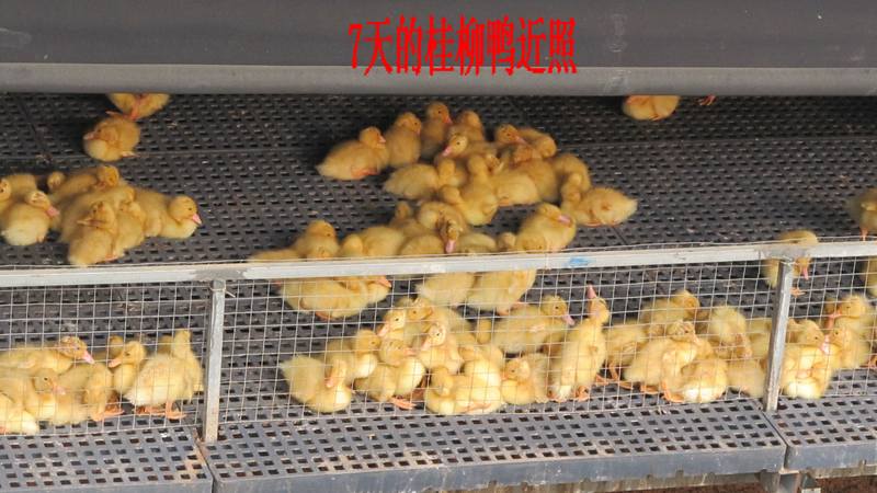 dvubb 按此在新窗口浏览图片