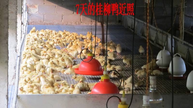 dvubb 按此在新窗口浏览图片