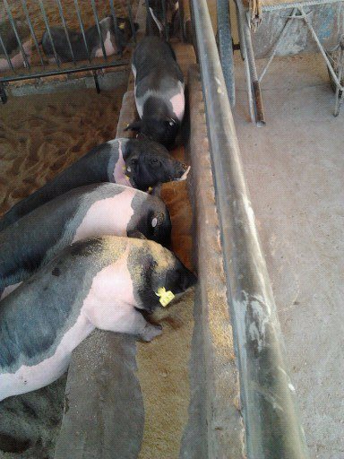 dvubb 图片点击可在新窗口打开查看