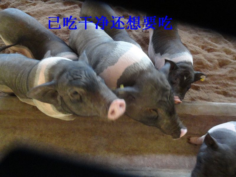 dvubb 图片点击可在新窗口打开查看