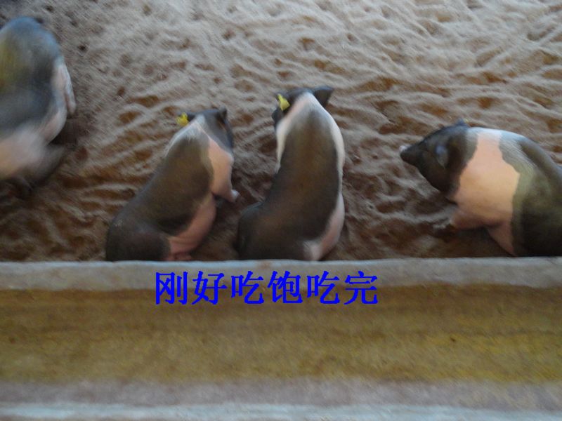 dvubb 图片点击可在新窗口打开查看