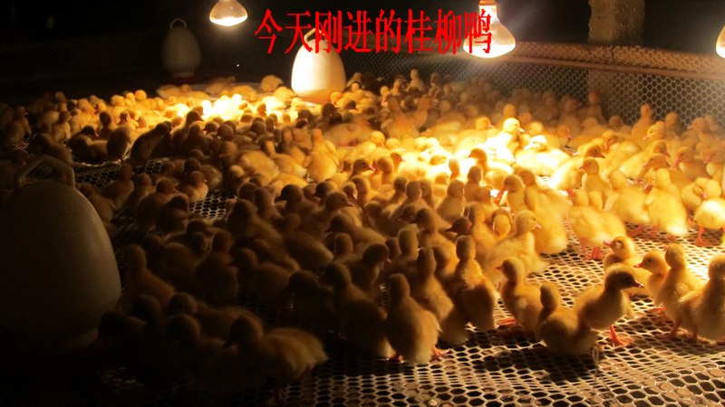 dvubb 按此在新窗口浏览图片