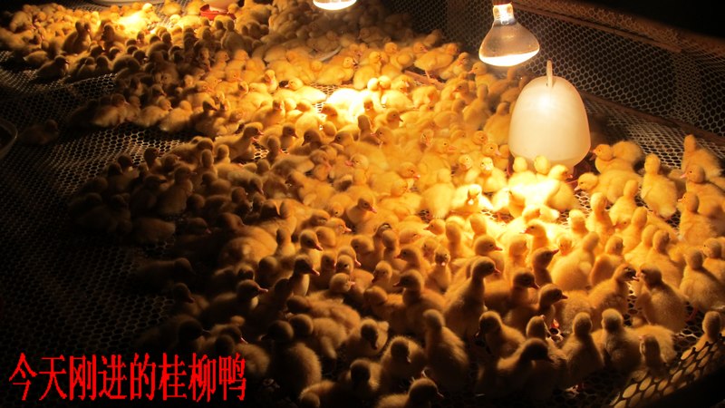 dvubb 按此在新窗口浏览图片