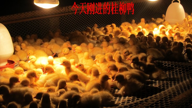 dvubb 按此在新窗口浏览图片