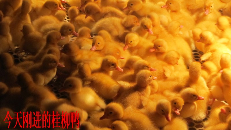 dvubb 按此在新窗口浏览图片