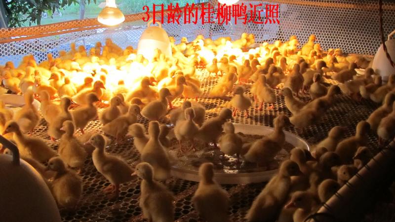 dvubb 按此在新窗口浏览图片