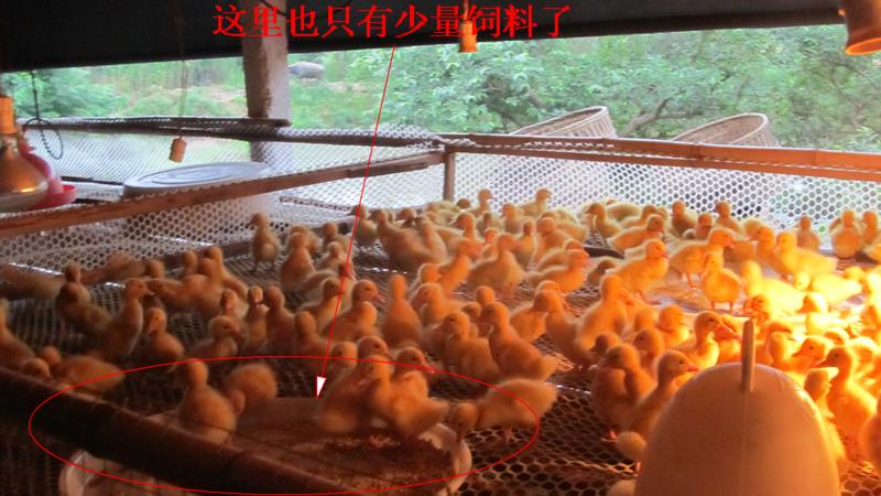 dvubb 按此在新窗口浏览图片