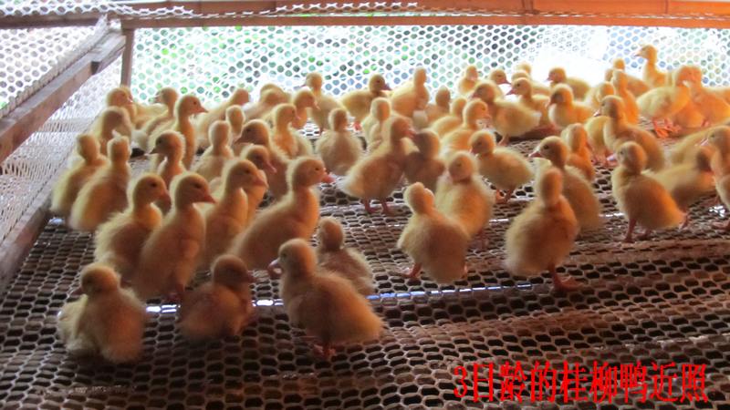 dvubb 按此在新窗口浏览图片