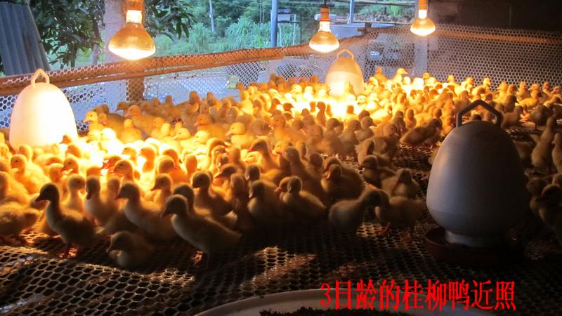 dvubb 按此在新窗口浏览图片