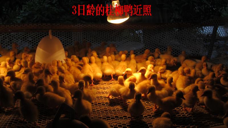 dvubb 按此在新窗口浏览图片