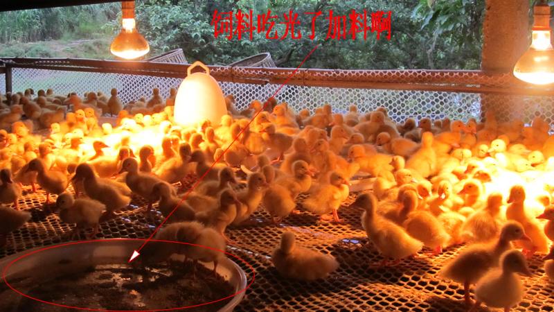 dvubb 按此在新窗口浏览图片