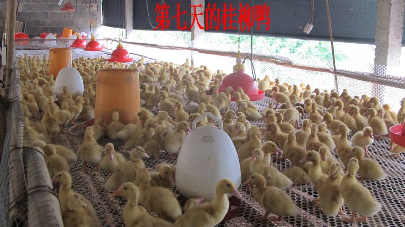 dvubb 按此在新窗口浏览图片