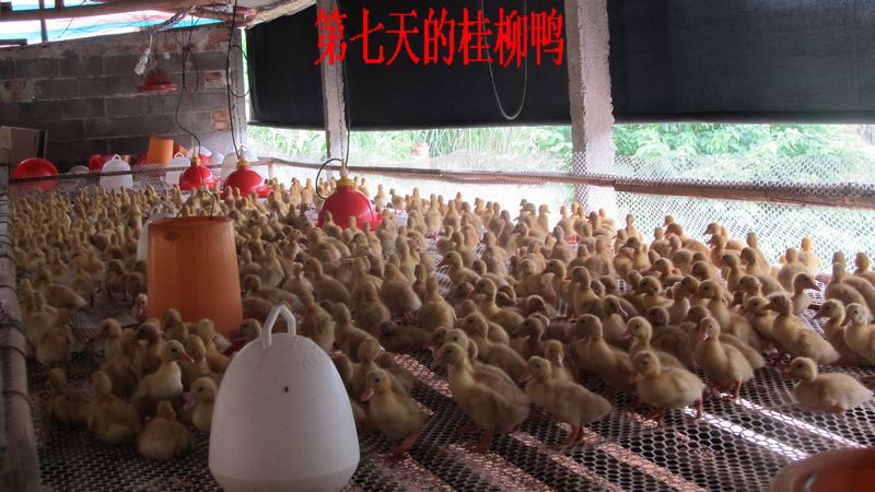 dvubb 按此在新窗口浏览图片