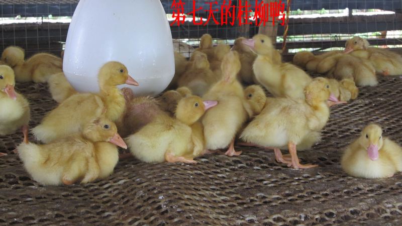 dvubb 按此在新窗口浏览图片