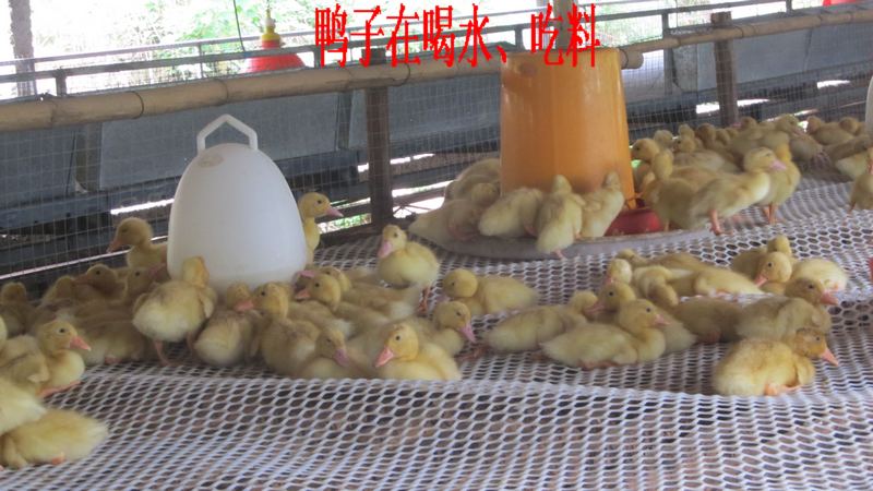 dvubb 按此在新窗口浏览图片