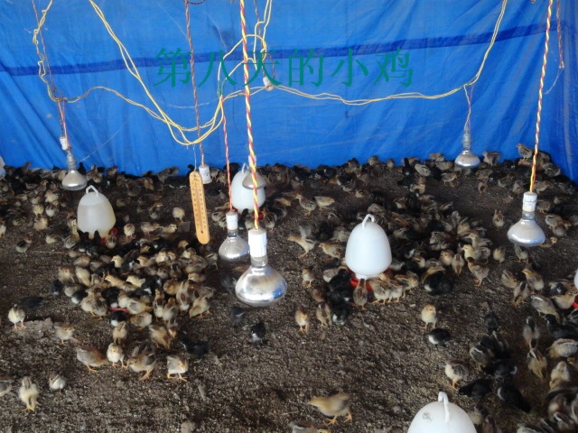 dvubb 图片点击可在新窗口打开查看