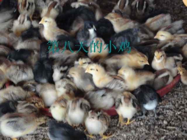 dvubb 图片点击可在新窗口打开查看