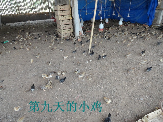 dvubb 图片点击可在新窗口打开查看