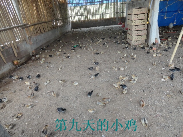 dvubb 图片点击可在新窗口打开查看