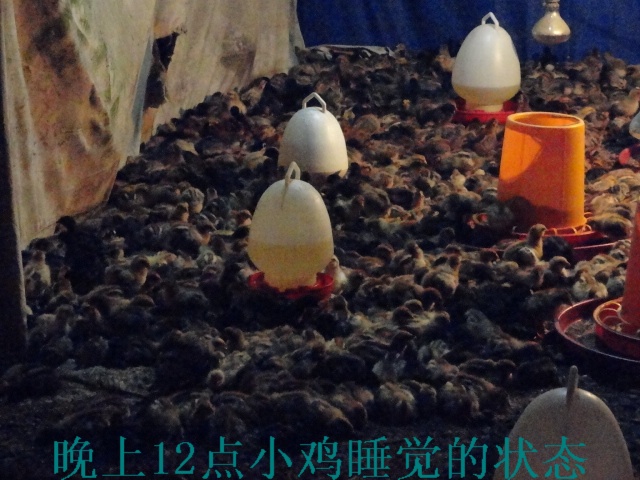 dvubb 图片点击可在新窗口打开查看