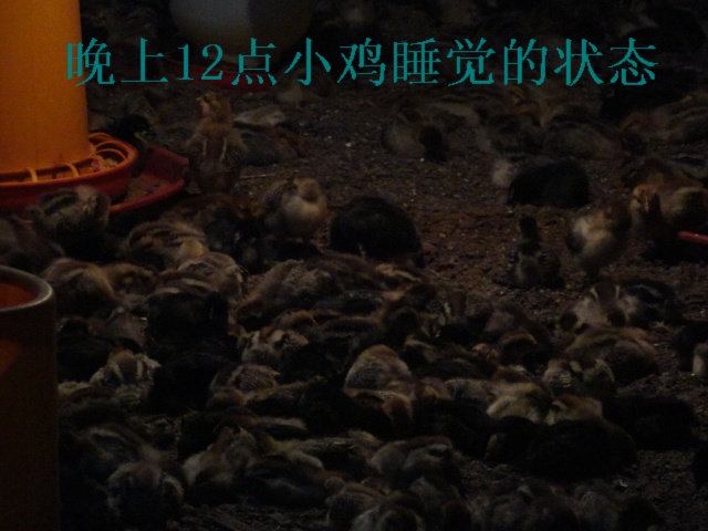 dvubb 图片点击可在新窗口打开查看