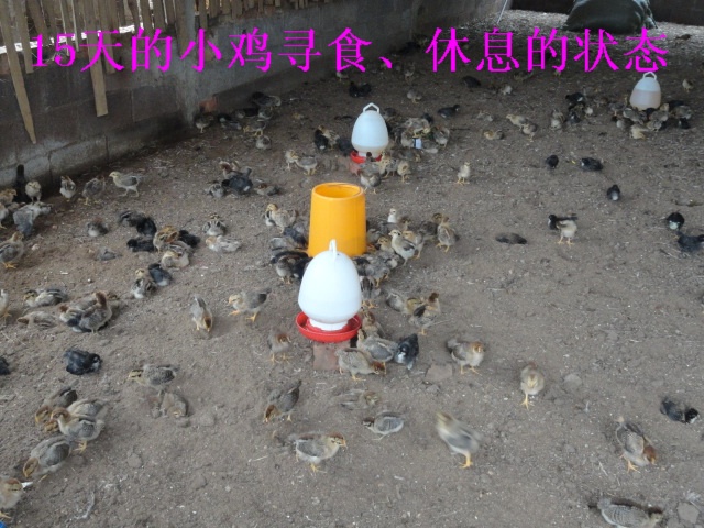 dvubb 图片点击可在新窗口打开查看