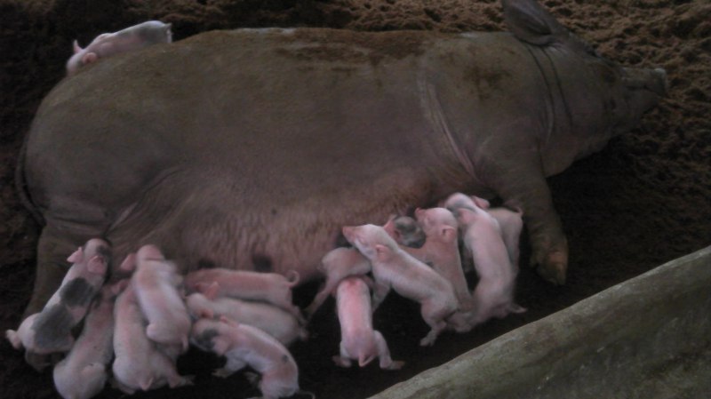 dvubb 图片点击可在新窗口打开查看