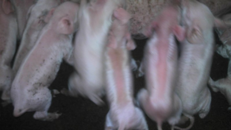 dvubb 图片点击可在新窗口打开查看