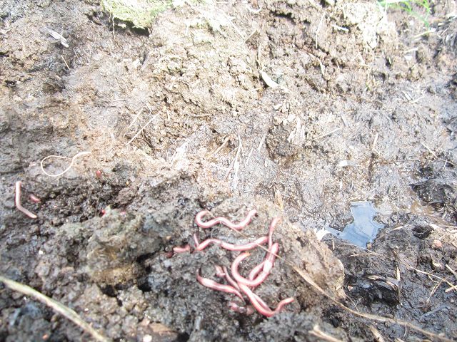 dvubb 图片点击可在新窗口打开查看