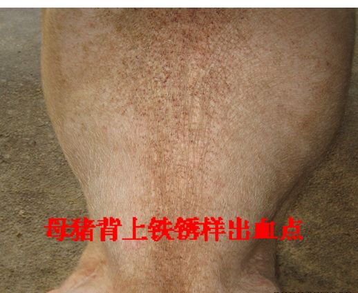 点击在新窗口打开