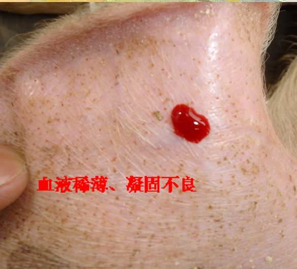 点击在新窗口打开