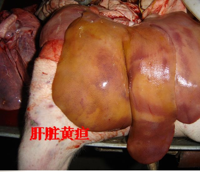 点击在新窗口打开