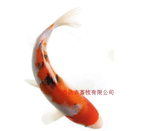 dvubb 按此在新窗口浏览图片