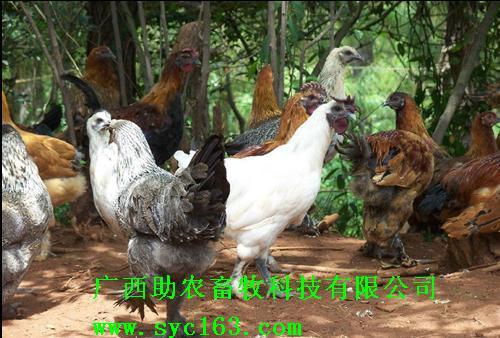 dvubb 按此在新窗口浏览图片