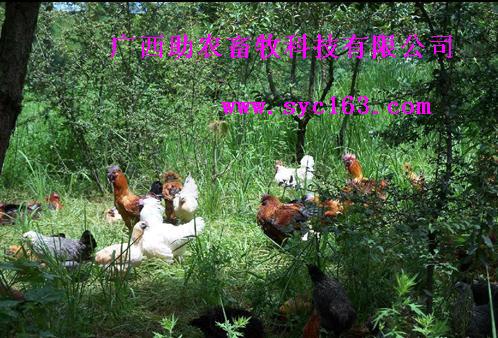 dvubb 按此在新窗口浏览图片