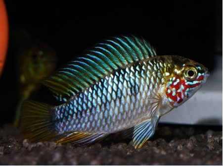 dvubb 按此在新窗口浏览图片