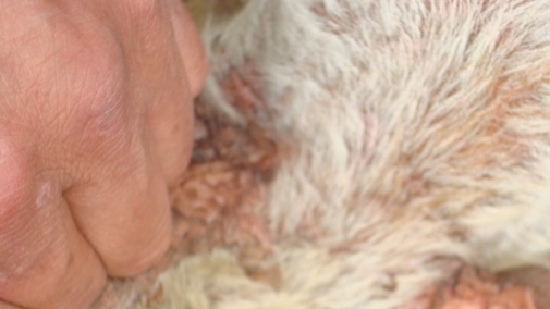 dvubb 按此在新窗口浏览图片