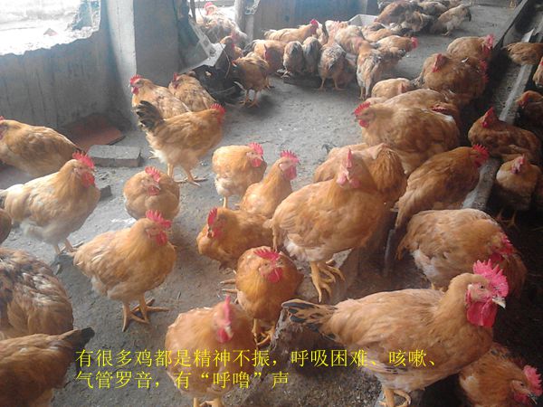 dvubb 按此在新窗口浏览图片