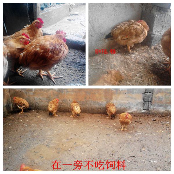 dvubb 按此在新窗口浏览图片