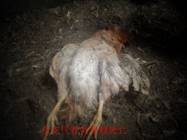 dvubb 按此在新窗口浏览图片