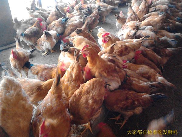 dvubb 按此在新窗口浏览图片