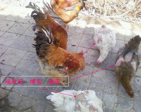 jpg 此主题相关图片如下:鸡掉毛2.jpg