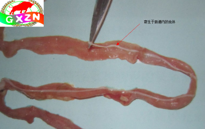 dvubb 图片点击可在新窗口打开查看