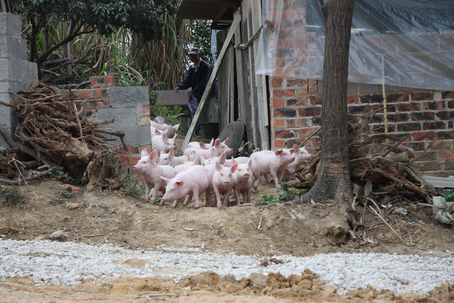 助农示范基地发酵床养猪场今日进猪 