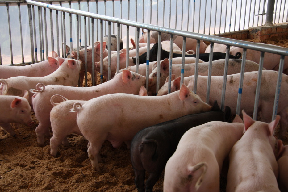 南宁助农示范基地发酵床养猪场今天进猪   
