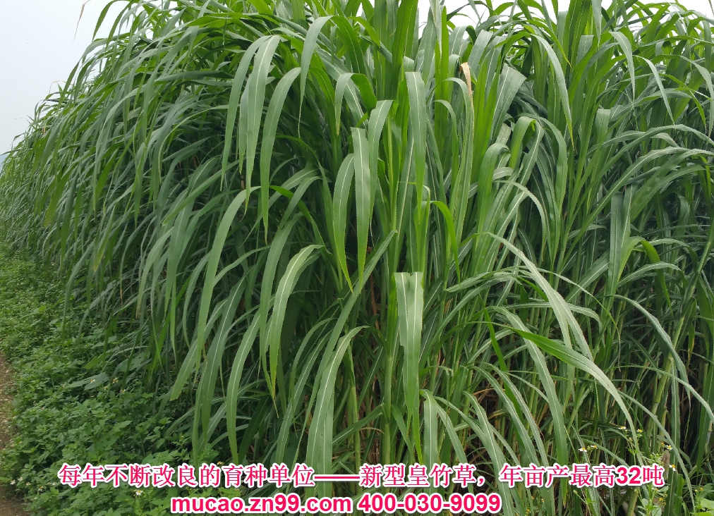 产量超高的牧草品种――新型皇竹草，真正引进改良育种单位，目前还没有出现比新型皇竹草更高产量的牧草品种