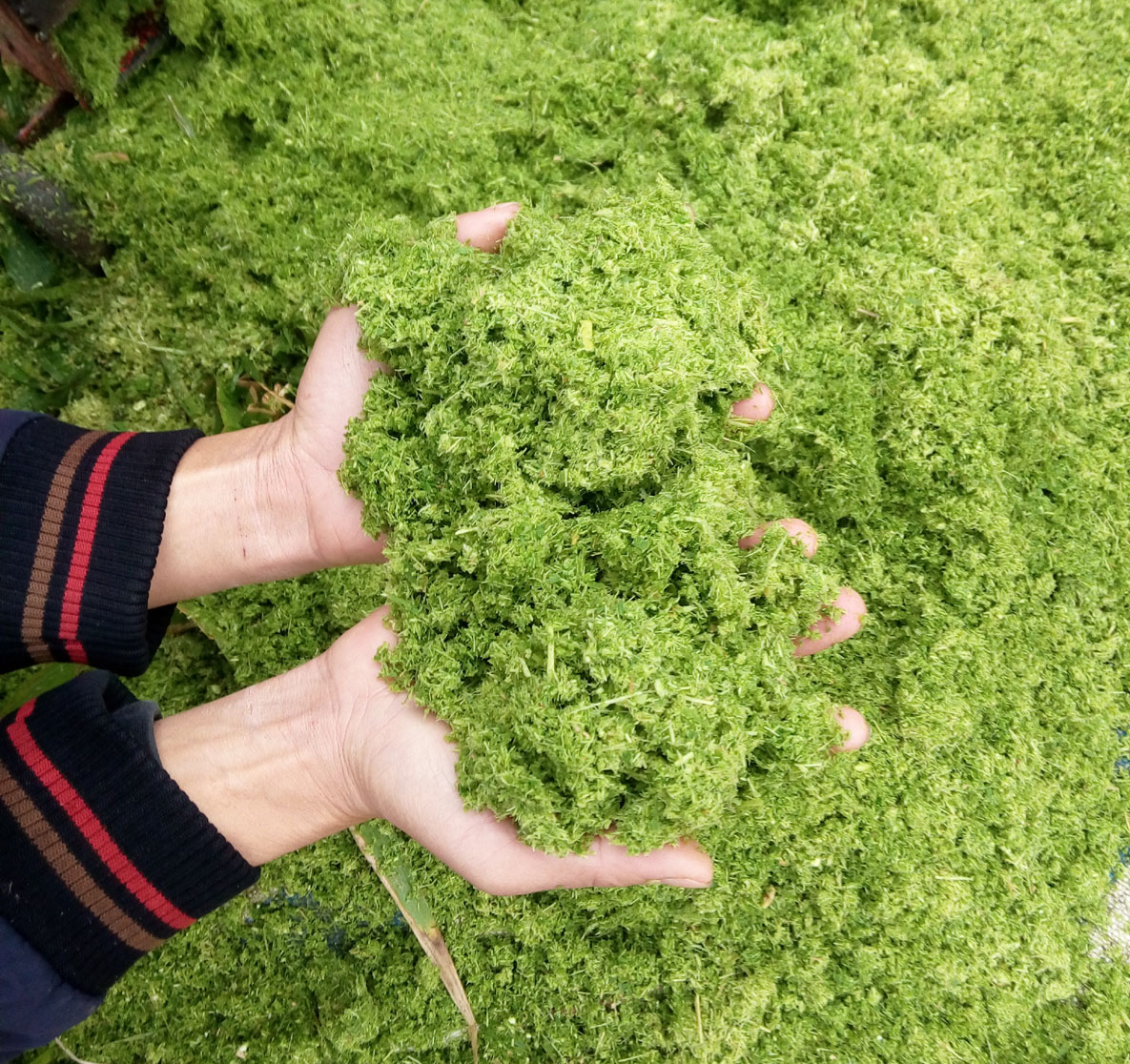 青绿牧草秸秆多功能超细粉碎打浆机小型中型大型各种机械齐全，养殖场梦想中的降低饲料成本的好机器